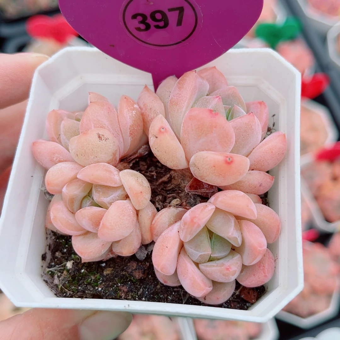 397号小老桩糖心群