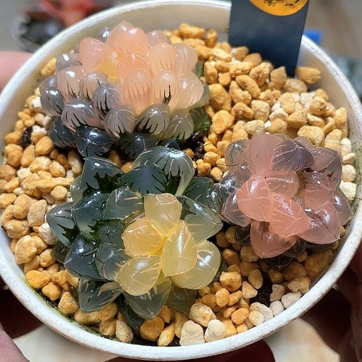 905三科一起發一物