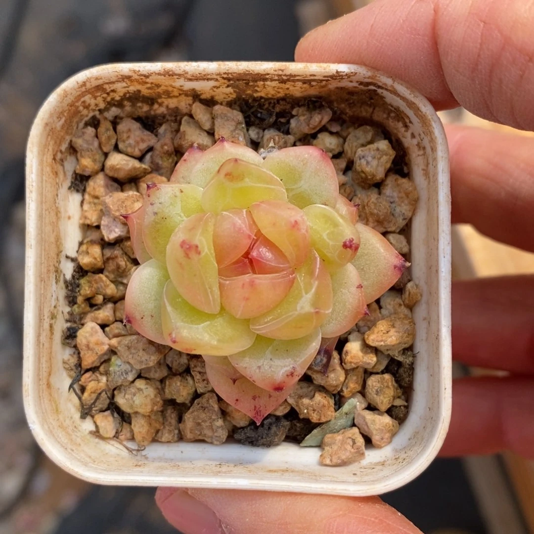 精品多肉一物一拍不包整118