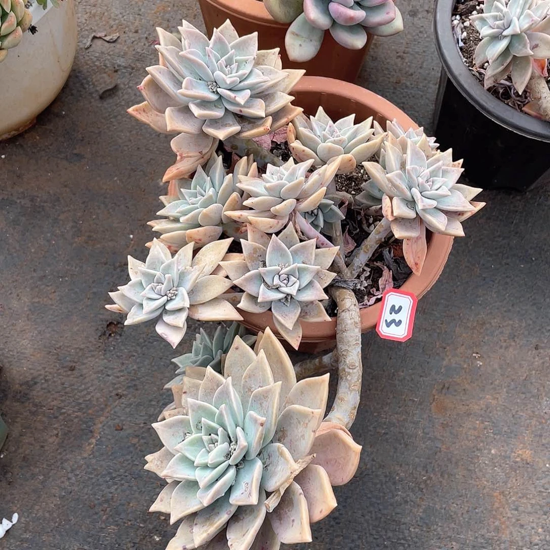 23血色黄昏 一物一拍多肉