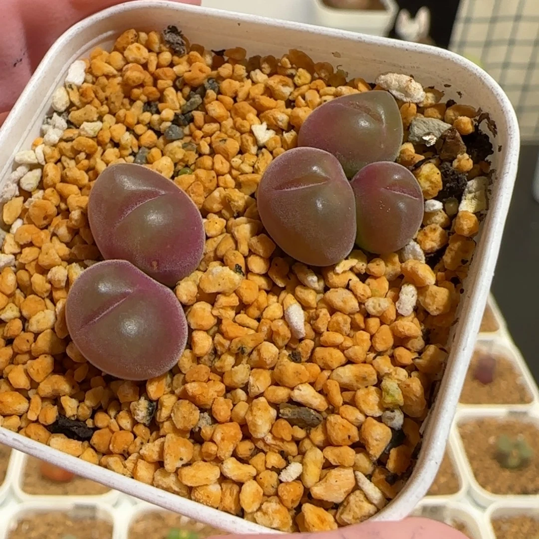 肉锥多肉植物组合-短毛翠滴1018