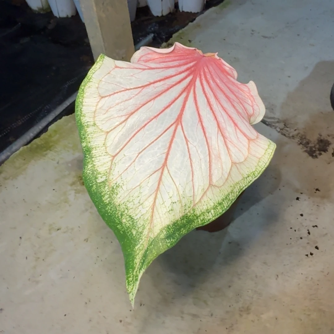 是***肖无花朵粉宝石   0442