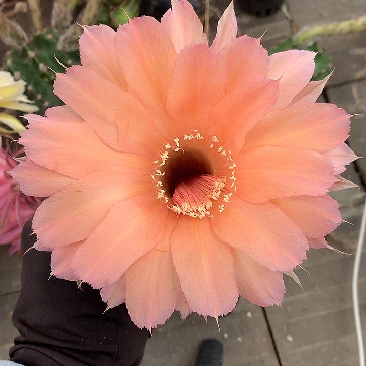 395 实生彩草带盆土发货