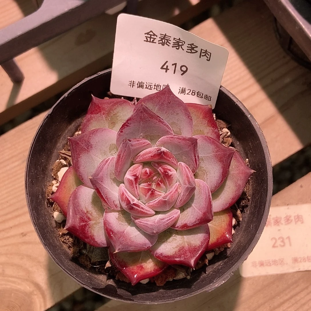 金泰家多肉，419拉糖