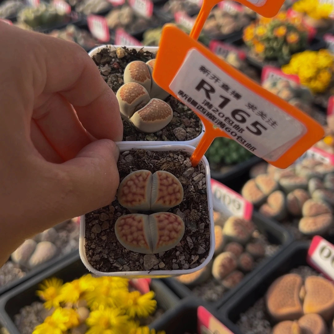 164.165 一物一拍，默认有伤，介意勿拍，不退不换