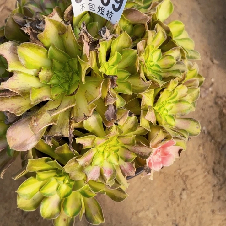 韶华多肉植物法师8709