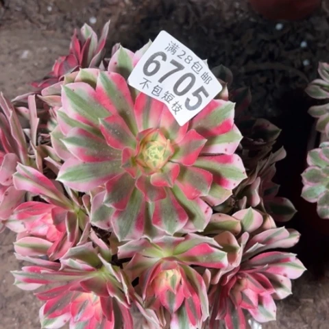 6705粉女巫多肉植物法师