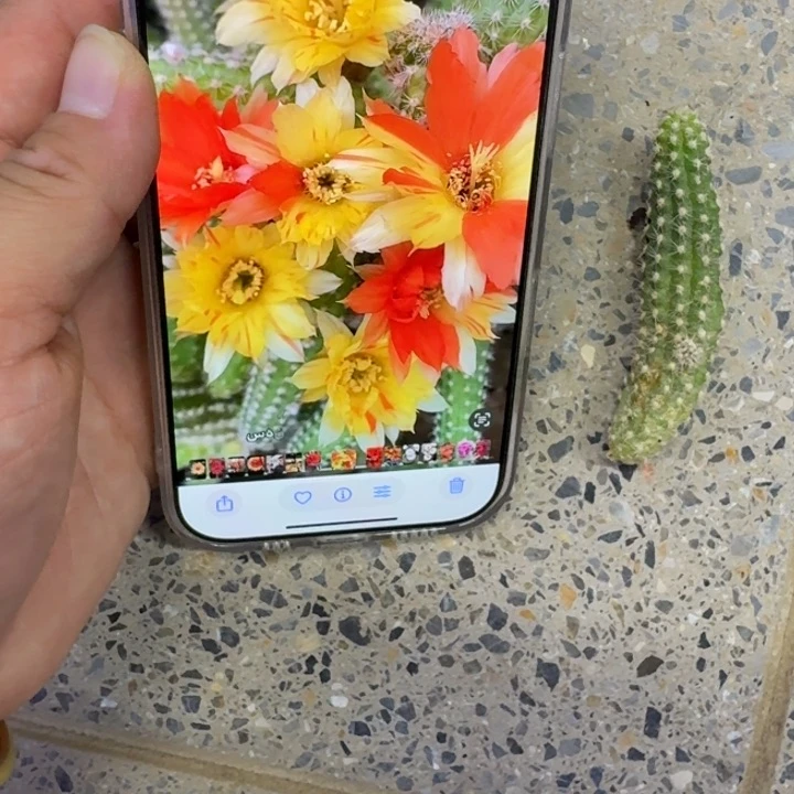 224白檀双色3个无根侧牙小，20包邮