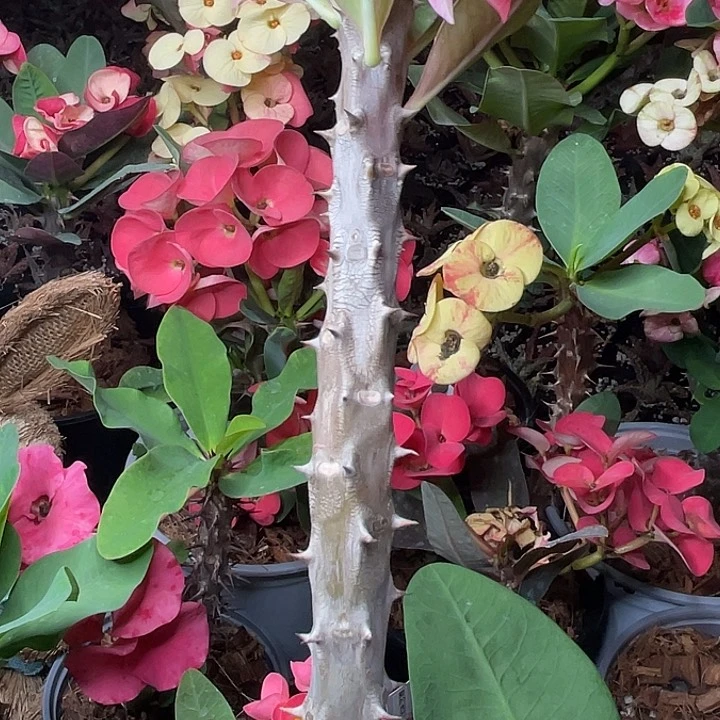 清*渡虎刺梅-幸运女神+高空的云朵+随机