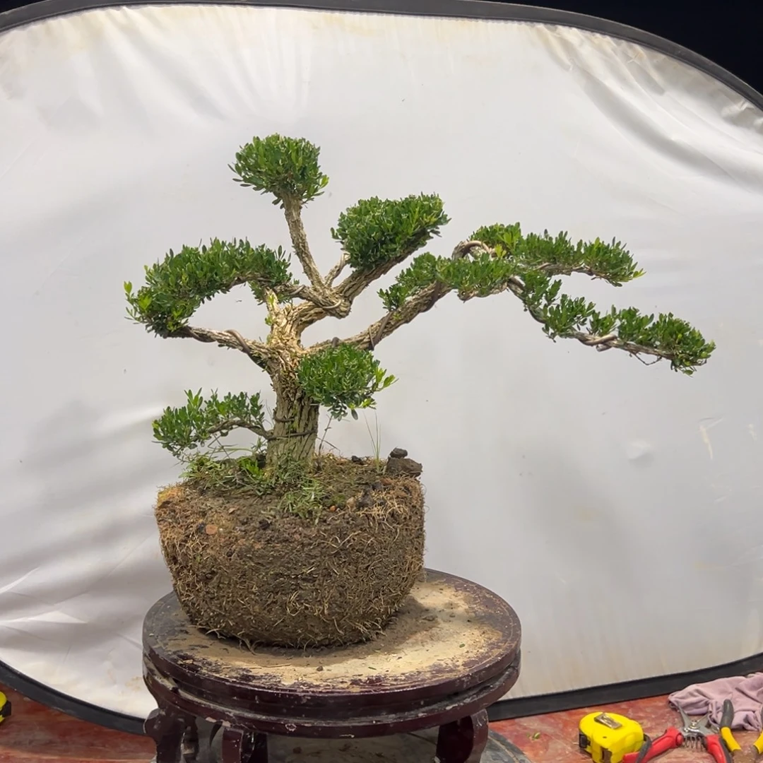 无花朵广东皱皮雀舌黄杨