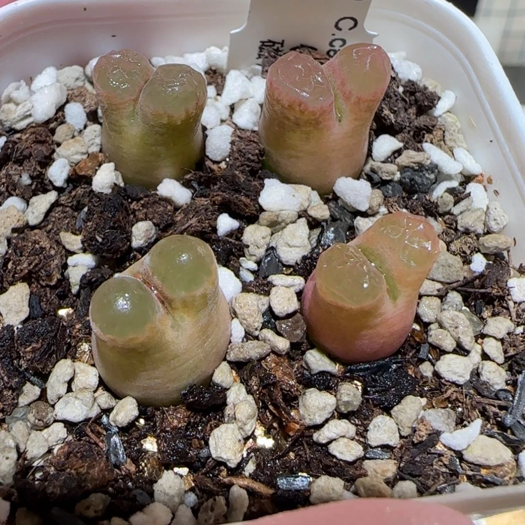 ?****?肉锥多肉植物百科5-磁铁597