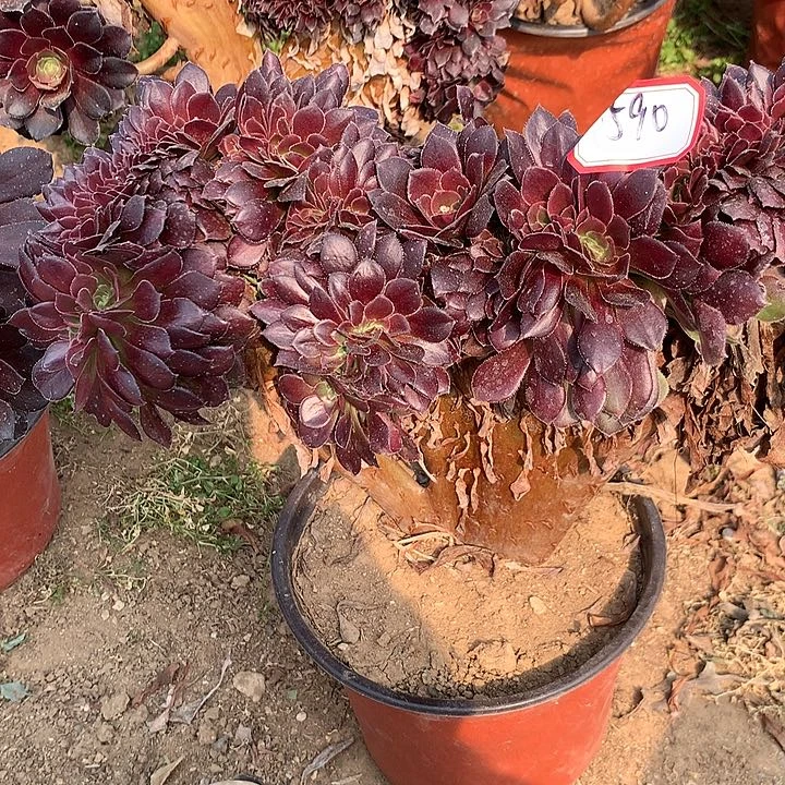 菏兰圆叶缀多肉590