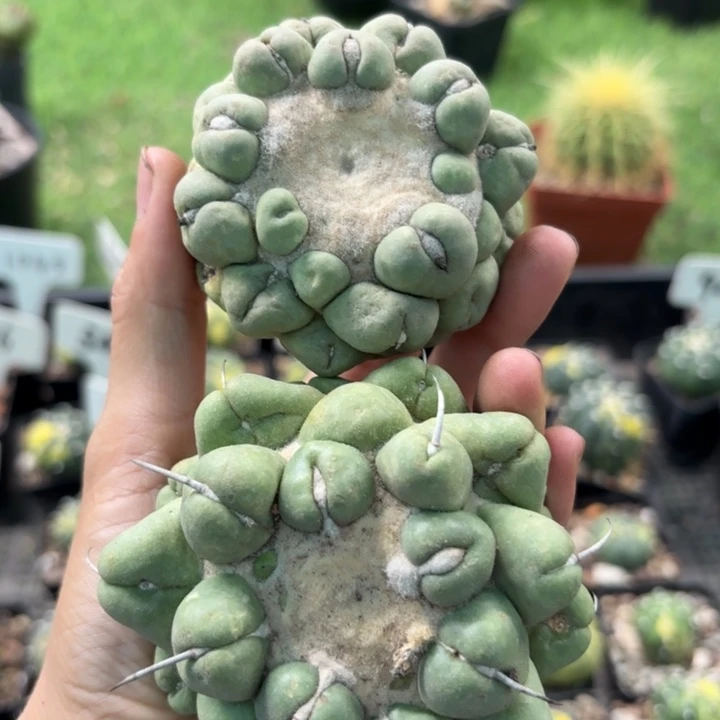 两颗有根无刺象牙老皮