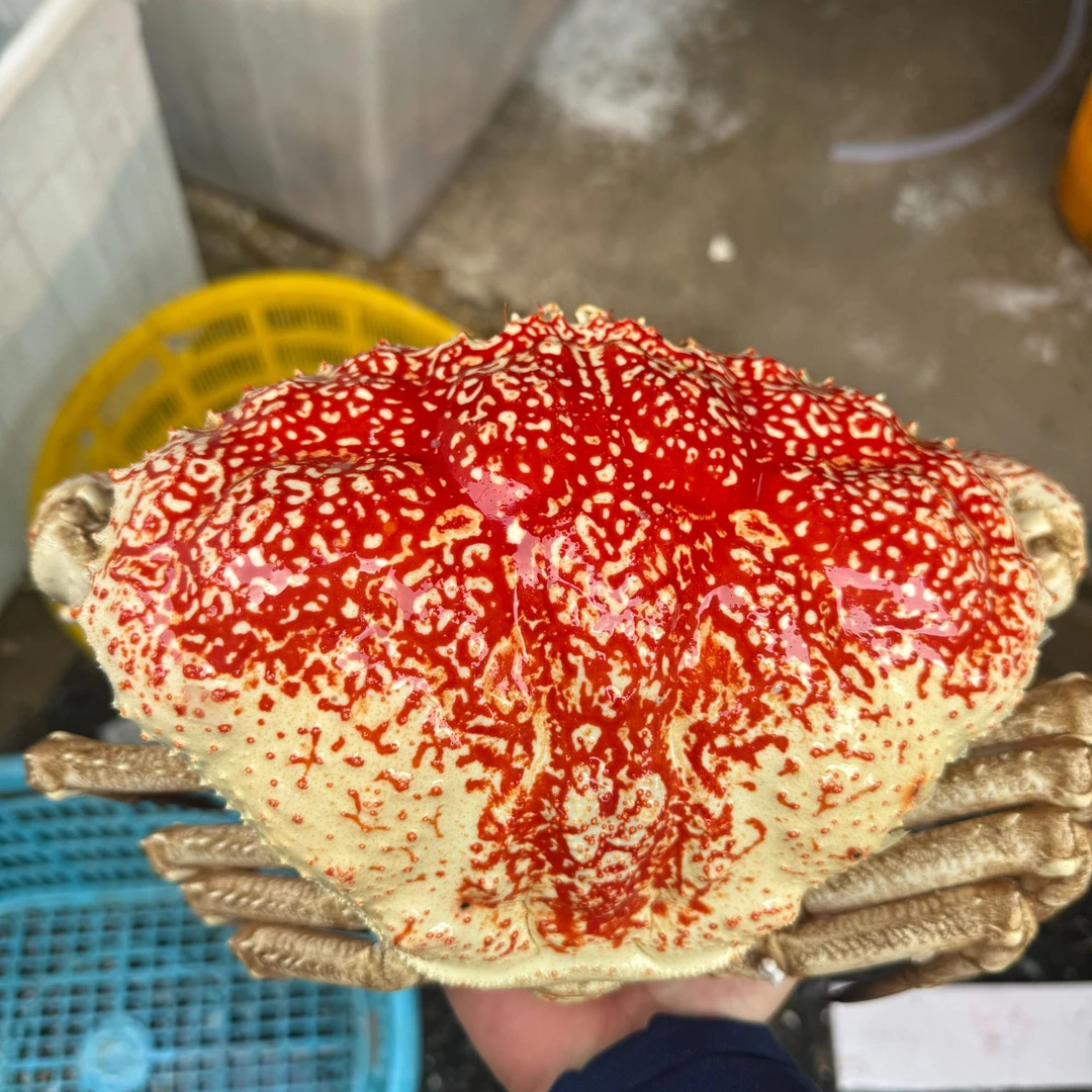 直播现拍链接皇帝蟹等