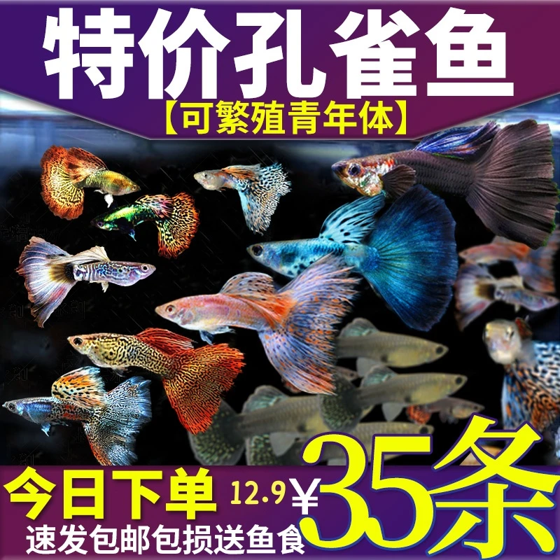 纯种孔雀鱼缸热带观赏鱼苗淡水冷水小型小鱼耐活耐养活体金鱼斑马
