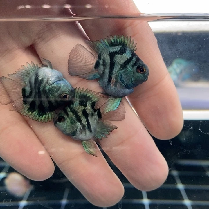 鹦鹉鱼宝蓝娃娃脸宝蓝