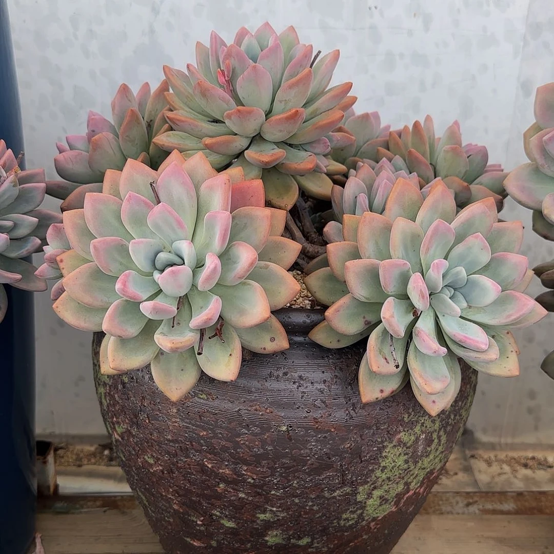 随***ـ多肉植物奥普琳娜