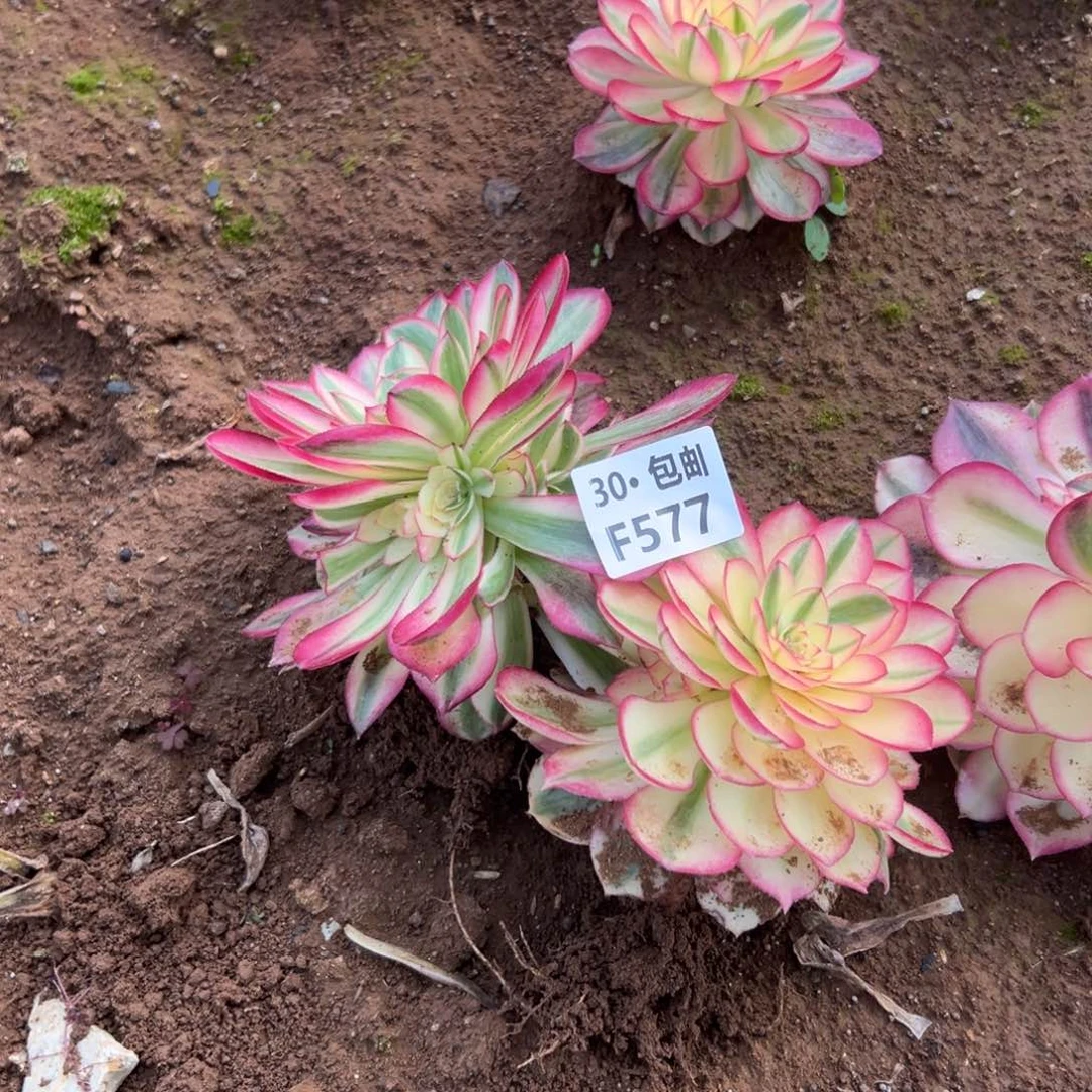 孙*娘2颗多肉法师倾城