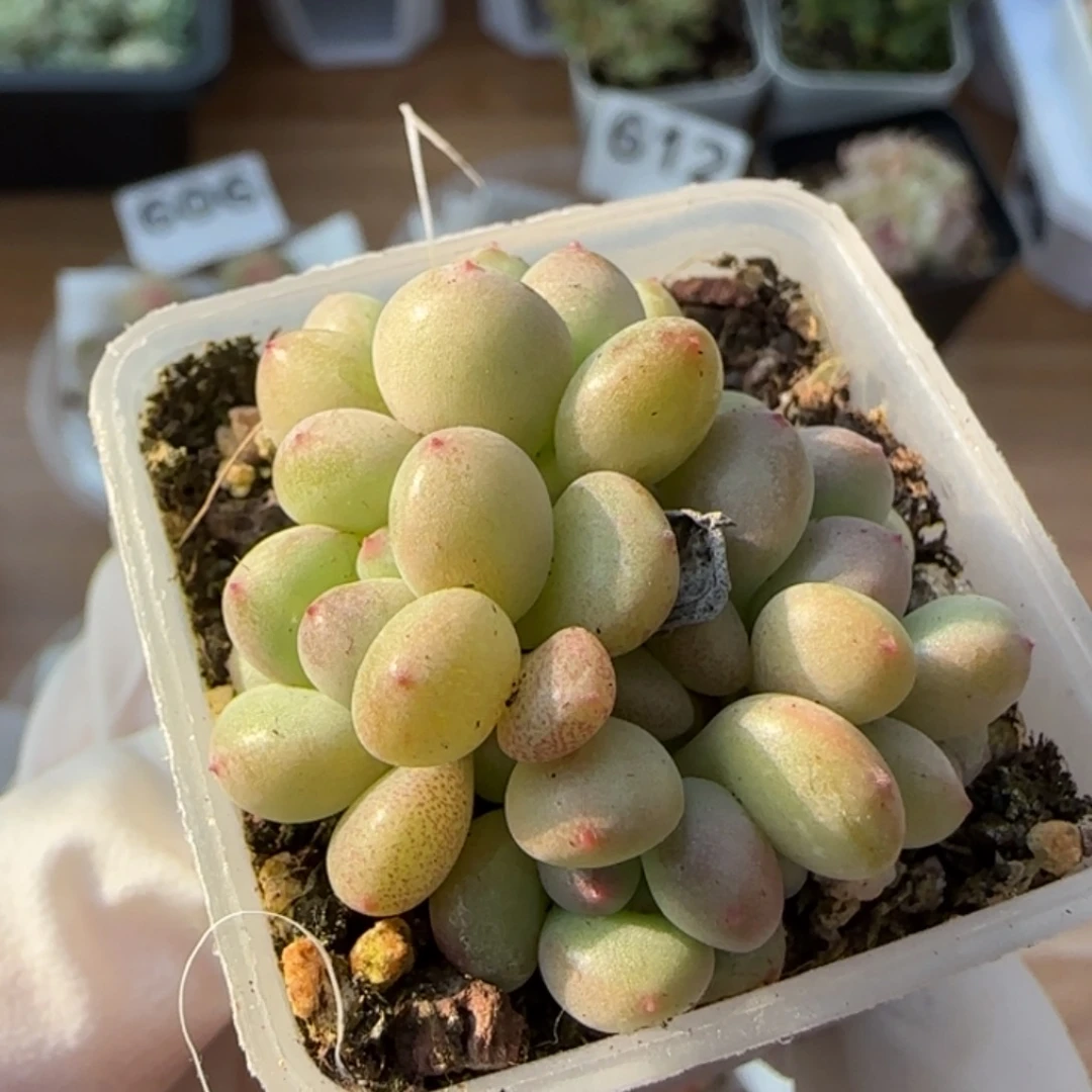 萤火虫奶酪群生一颗量拍