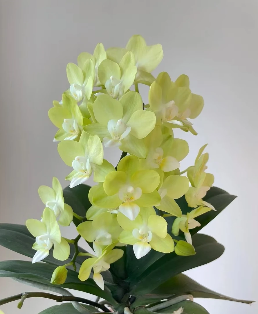 2.8《薄荷糖》蝴蝶兰2.8苗子发货【凑2颗包邮】