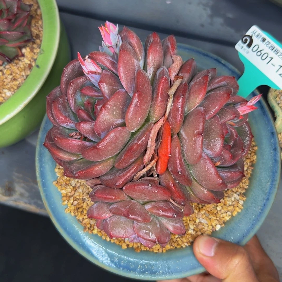 多肉一物一拍0601-129