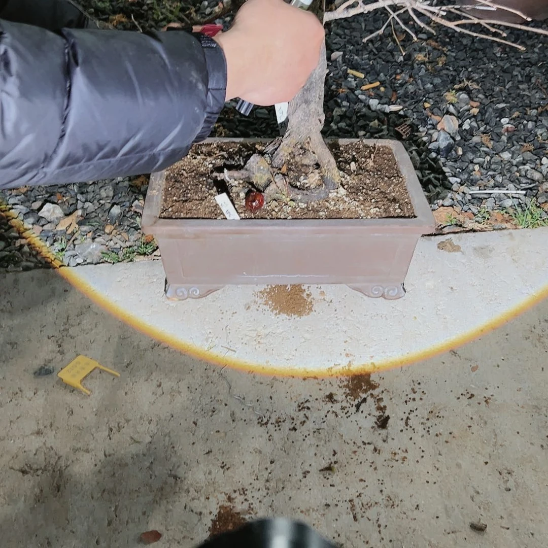 盆景皋月杜鹃老鸭8777起*