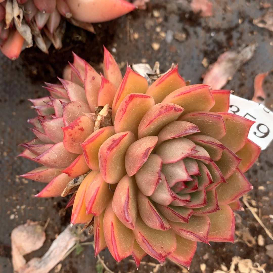 3359杂交多肉植物基地