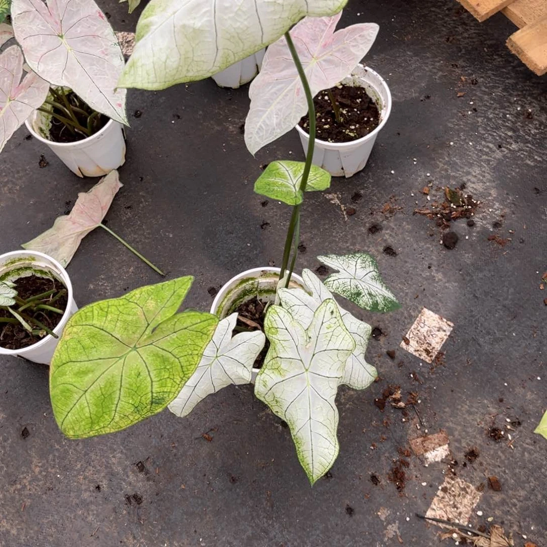 无花朵大*福婚纱88888