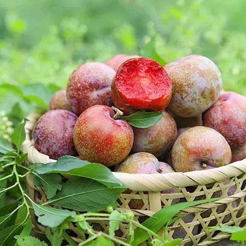 广东信宜正宗三华李子现摘水果酸甜酸脆当季红心三华李新鲜孕妇果