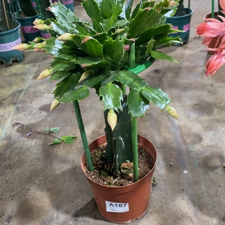 大部分花苞少量开放187嫁接2220