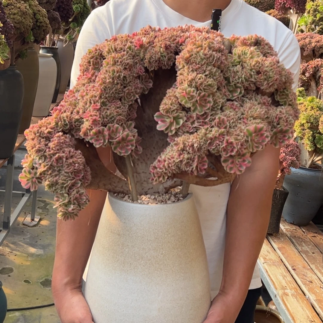 粉女巫朵朵缀不带盆土