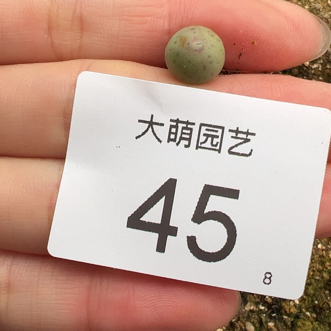 000045量拍正版白花大枪1颗尺寸不大