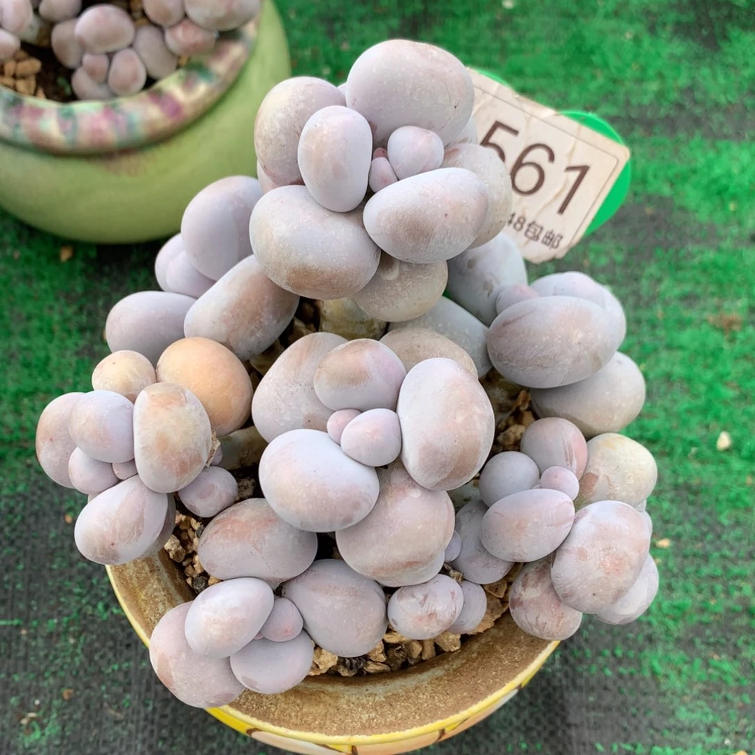 烟美人老桩无砍1561