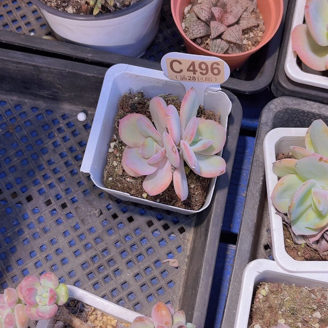 .***肉C496白凤一物一拍