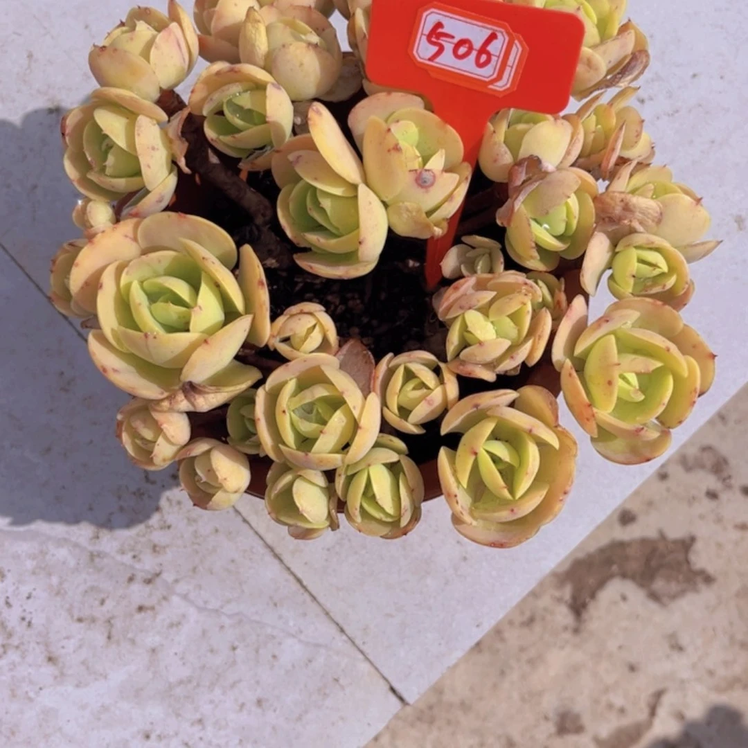 一**一碧桃506多肉植物