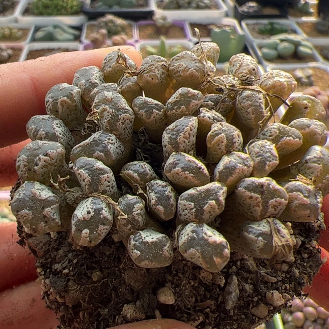 大家初三快乐23105