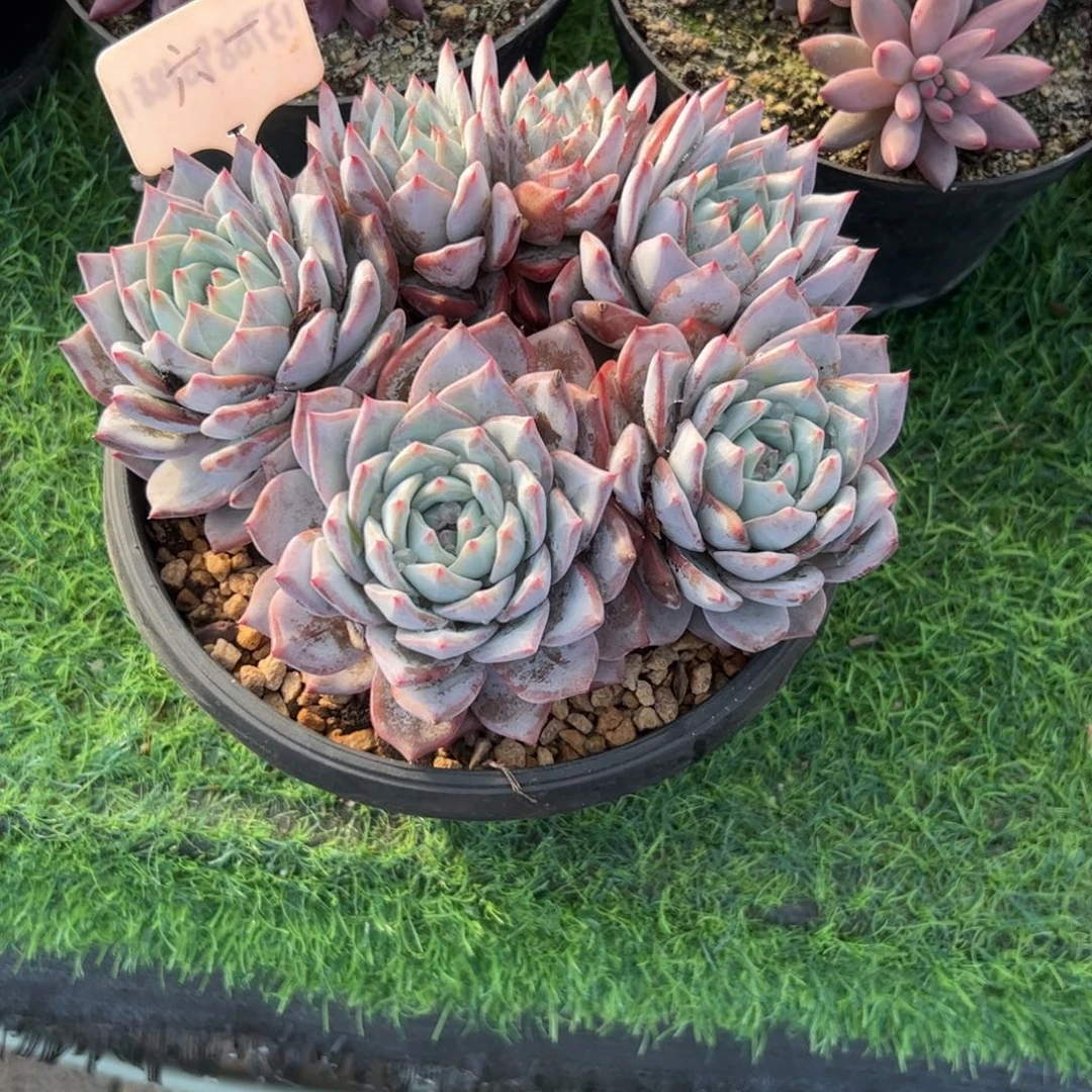 粉蓝鸟多肉植物保护研究所