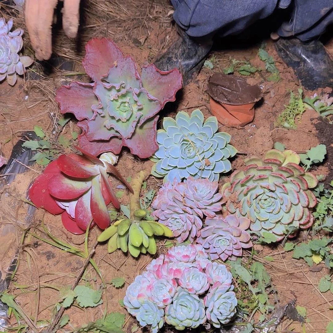 组合多肉7颗多肉多肉