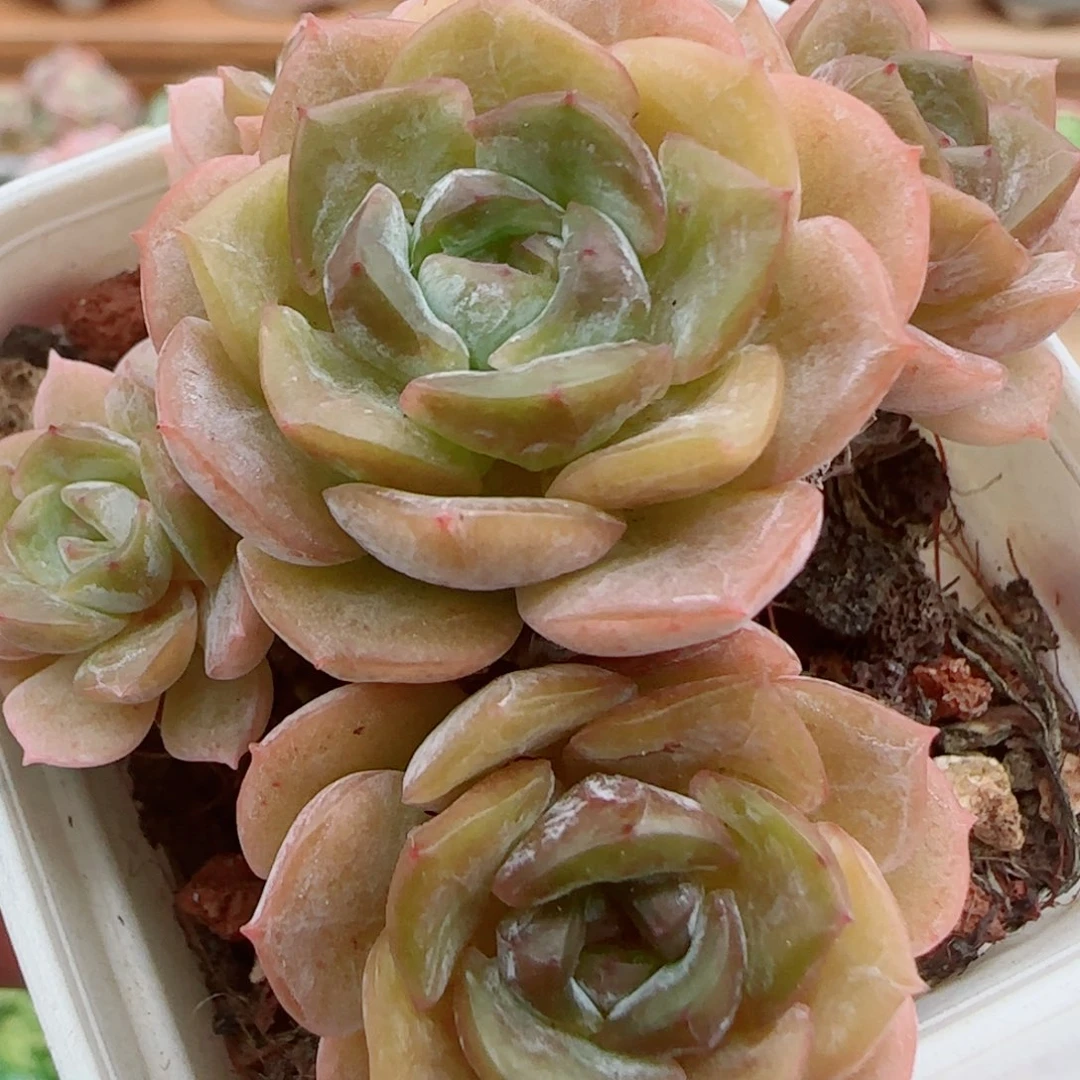花语逸镜0925-182绒金