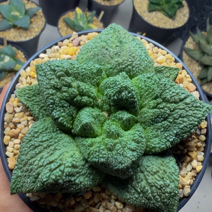 蓝色肥厚揪叶哥斯拉