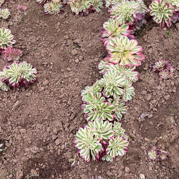 多肉植物大青橙缀两颗不售后