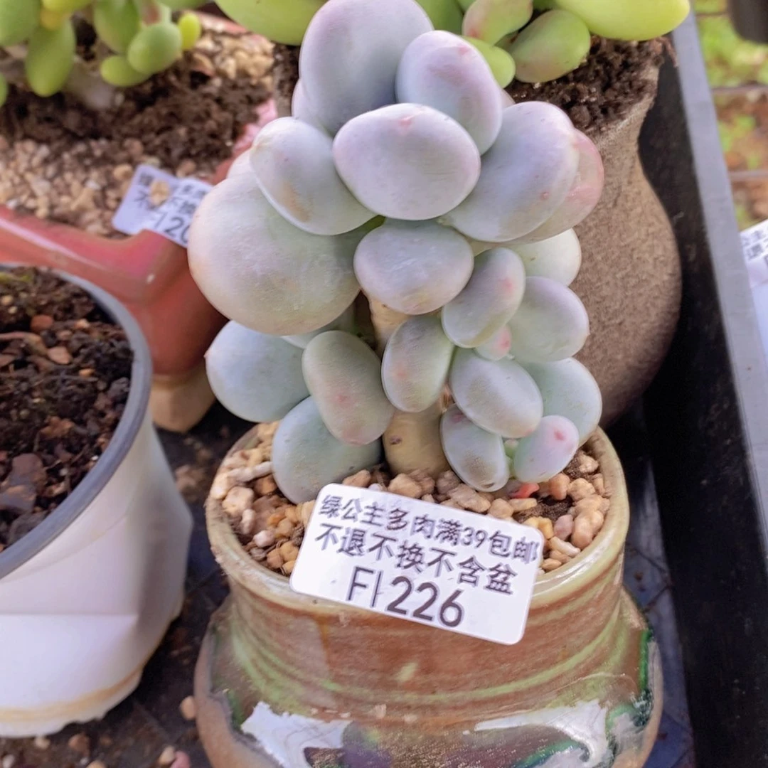 黄金大叶奶老桩6cm226多肉植物