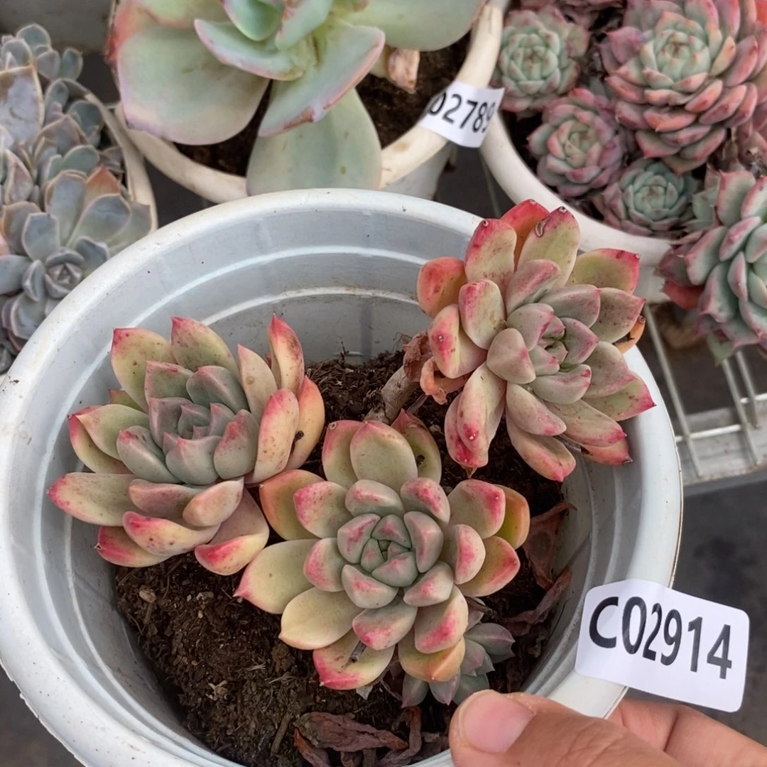 2914璀璨老桩一物一拍