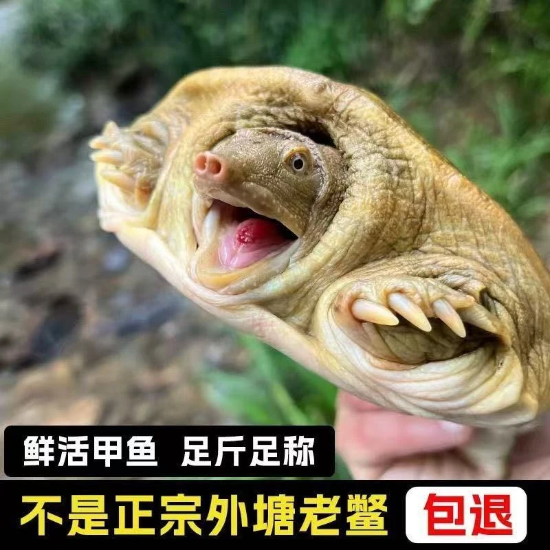 1只 2-1斤  汉寿外塘甲鱼 生态散养青背白底甲鱼   鲜活发货