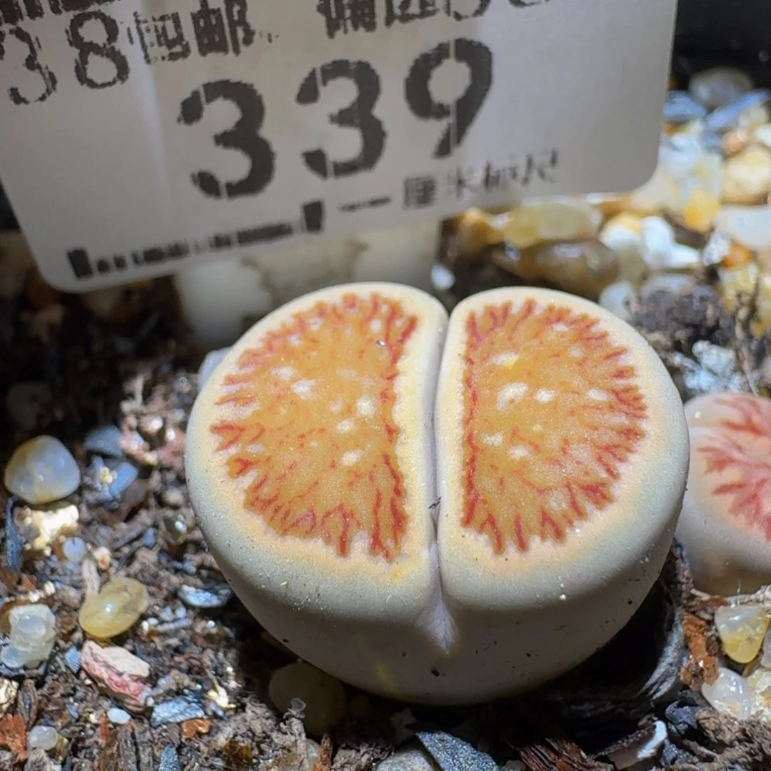 Ssssss便宜出了清货339