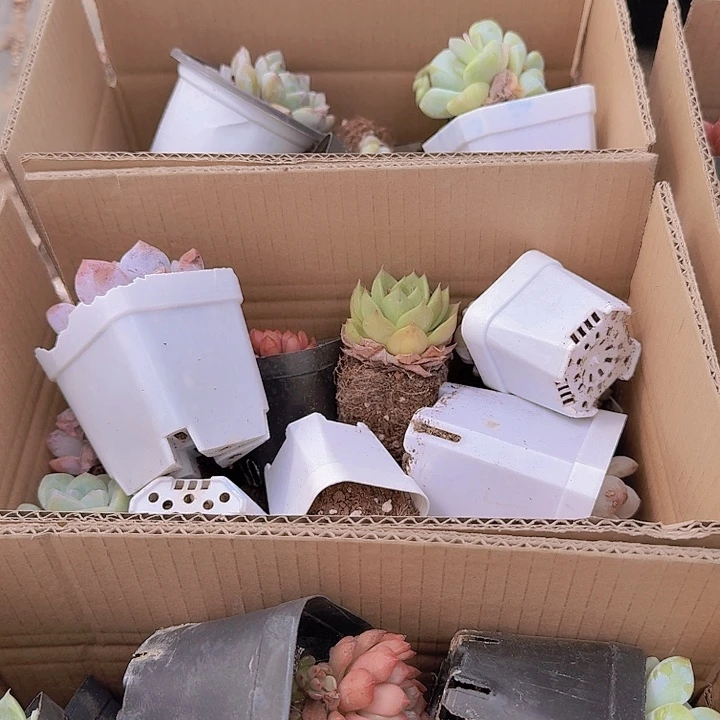 6号纸箱一整箱品种数量不固定不接售后