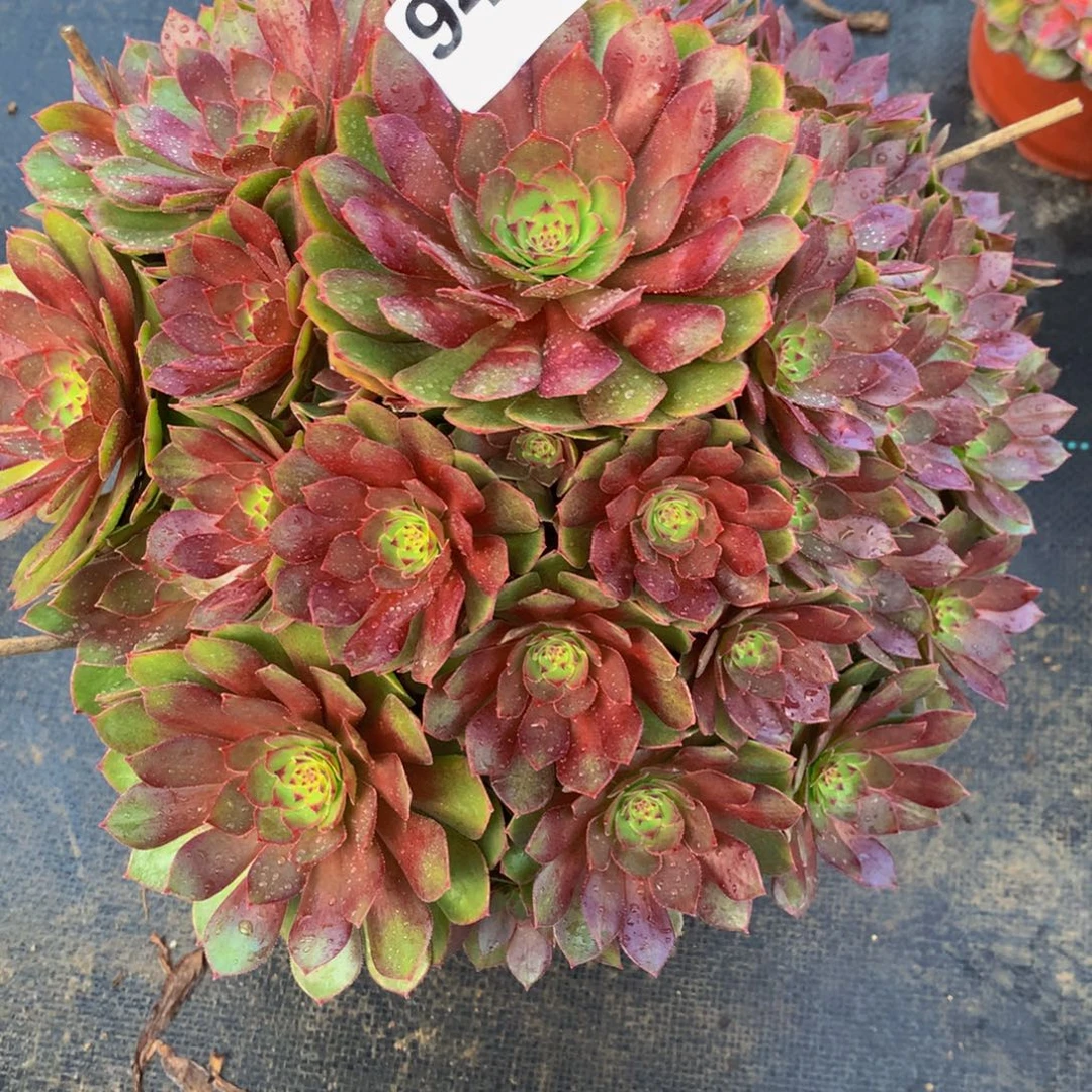 ****i法师多肉植物949红魔