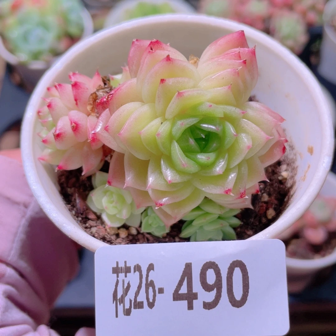 花利美26-490幻影