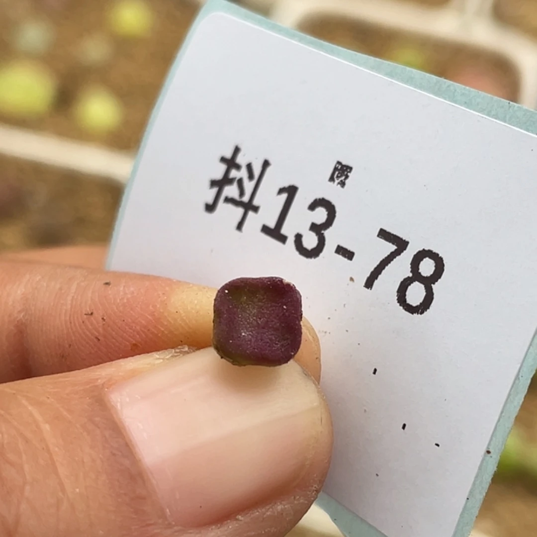 13-78方碗多肉植物肉锥