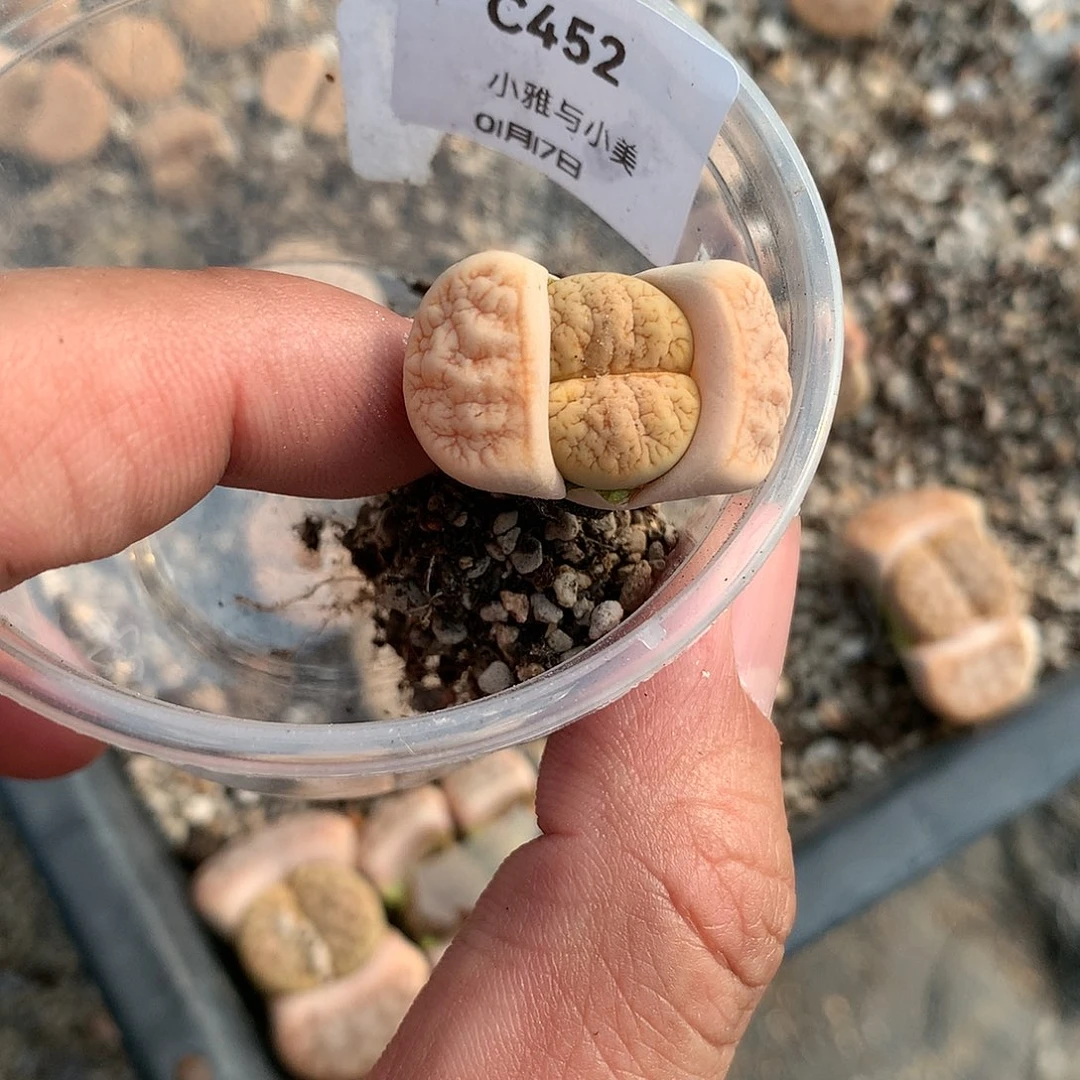 金***?C452多肉植物保护